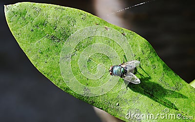 Sunshine on Lucilia sericata Stock Photo