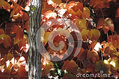 Sunshine on fall leaves on a red brick wall Stock Photo