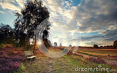 Sunshine over bench by birch tree Stock Photo