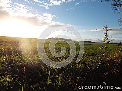 Sunshine over coppice and field Stock Photo