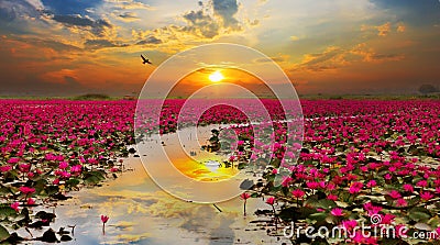 Sunshine rising lotus flower Stock Photo