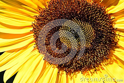 Sunshine Sunflower Florets Spiralgraph Stock Photo