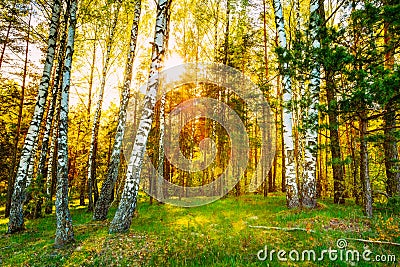 Sunshine Sunset Sunrise In Beautiful Birch Forest In Summer Seas Stock Photo