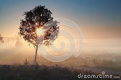Sunshine through tree during misty morning Stock Photo