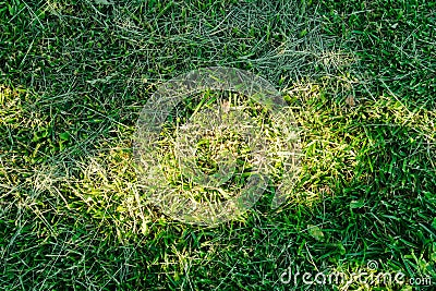 Vibrant green grass with sunspots Stock Photo