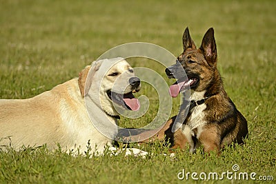 Sunstroke, health of pets in the summer. Labrador. Dogs play with each other. How to protect your dog from overheating.Training of Stock Photo