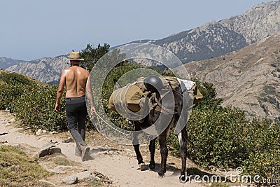 Suntanned man leading a mule with cargo Editorial Stock Photo