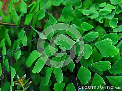 Super Beautyfull Green Adiantum raddianum Stock Photo