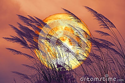 Super Blood Beaver Moon on dark sky and silhouette glass flowers at the night Stock Photo