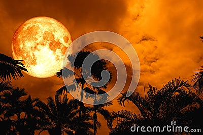 super blood moon back silhouette ancient tall palm night sky Stock Photo