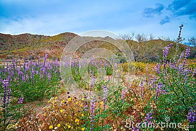 Super Bloom in the Desert at Joshua Tree NP Stock Photo