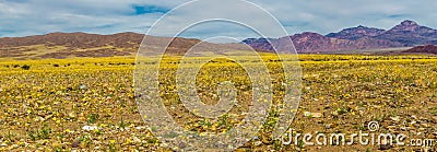 Super Bloom Stock Photo