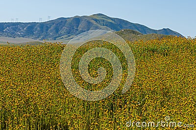 Super bloom of orange Fiddleneck near Soda Lake in Carrizo Plane National Monument, California Stock Photo