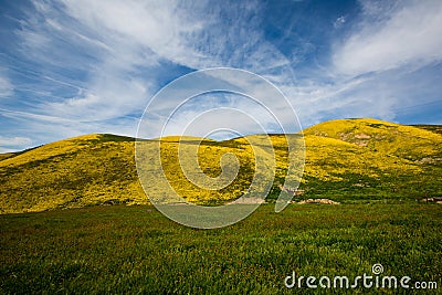 Super Bloom Spring Stock Photo