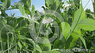 Super close. flowering peas grows on a garden bed on a clear sunny day Stock Photo