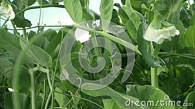 Super close. flowering peas grows on a garden bed on a clear sunny day Stock Photo