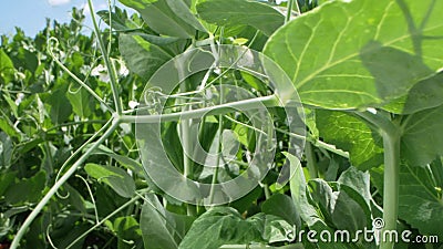 Super close. flowering peas grows on a garden bed on a clear sunny day Stock Photo