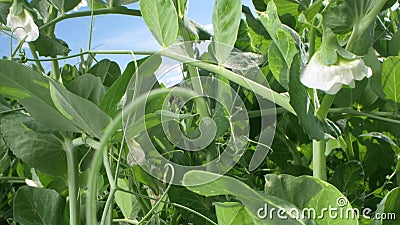 Super close. flowering peas grows on a garden bed on a clear sunny day Stock Photo