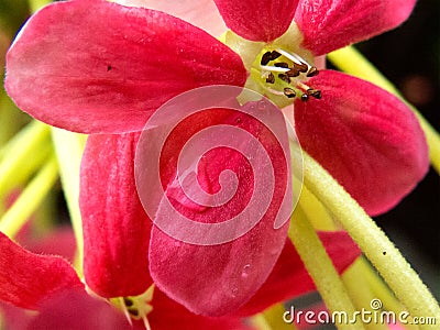 Super close macro of flower. Stock Photo