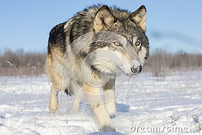 Super close picture of timber wolf in snow Stock Photo