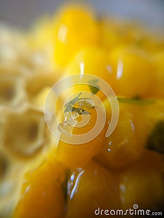 Super close-up Sweetcorn Griddled Barbecued with Flavoured Butters and herbs Stock Photo