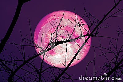 Super Cold Moon on dark sky and silhouette dry tree at the night Stock Photo