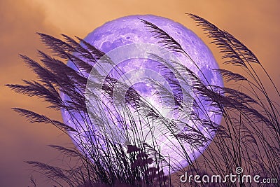 Super Cold Moon on dark sky and silhouette glass flowers at the night Stock Photo