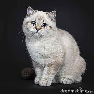 Super cute blue tabby point British Shorthair cat kitten, Isolated on black background. Stock Photo