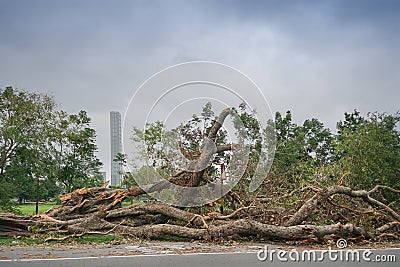 Super cyclone Amphan caused devastation, West Bengal, India Stock Photo