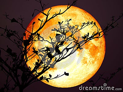 super full blood moon back silhouette branch tree dark sky Stock Photo