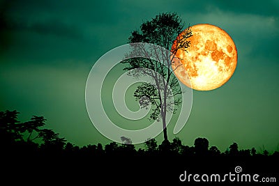 super full blood moon back silhouette branch tree green sky Stock Photo