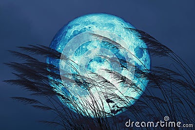 super full harvest moon on night sky back grass flower in the field Stock Photo