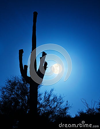 Super Full Moon With Saguaro Cactus Stock Photo
