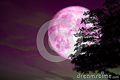 super full pink moon back on silhouette tree in dark pink colorful sky Stock Photo