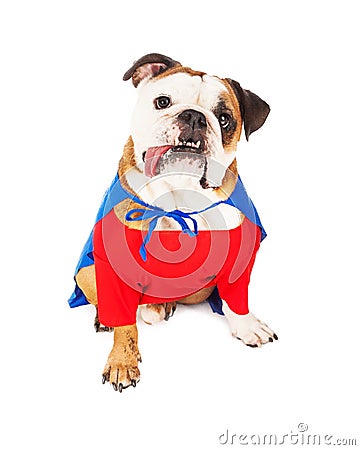 Super Hero Dog Stock Photo