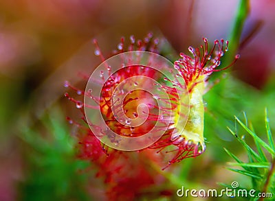 Super macro of beautiful sundew drosera . insect catched by the plant Stock Photo