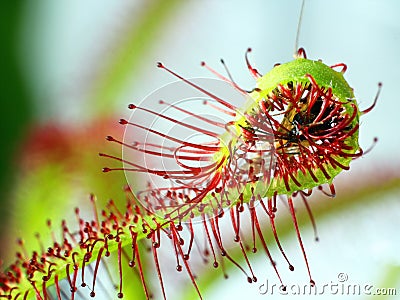 Super macro of beautiful sundew ( drosera ). insect catched by the plant Stock Photo