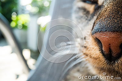 Super macro cat photography, funny cat close up macro image Stock Photo