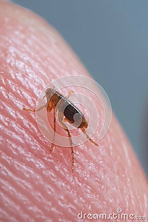 Super macro close up of brown, amber colored flea, Siphonaptera on human skin. Stock Photo