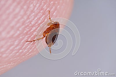 Super macro close up of brown, amber colored flea, Siphonaptera on human skin. Stock Photo