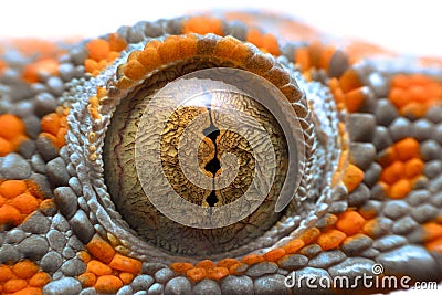 Super macro eye gecko Stock Photo