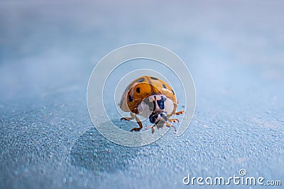 Super macro image of a ladybug, Super macro shot of European seven spot ladybird. Scientific name: Coccinella septempunctata Stock Photo