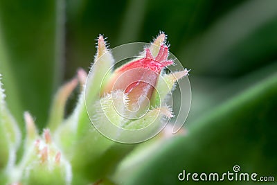 Super Macro Photo of Desert rose flower bud or Adenium flower buds in green nature background Stock Photo