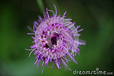 Super macro photo of flower. Stock Photo