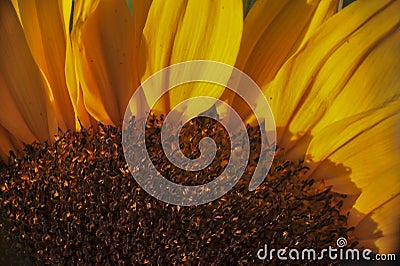 Super macro photo of flower.Sunflower. Stock Photo