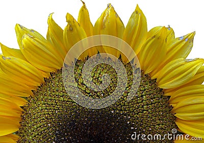 Super macro photo of flower.Sunflower Stock Photo