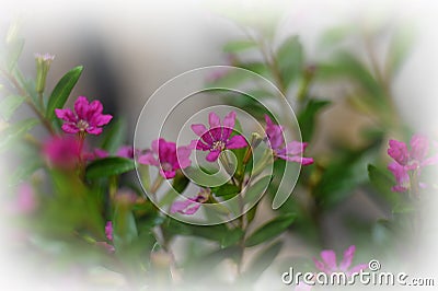 Super macro photo of garden flower Stock Photo