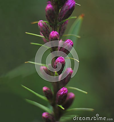 Super macro photo of garden flower Stock Photo