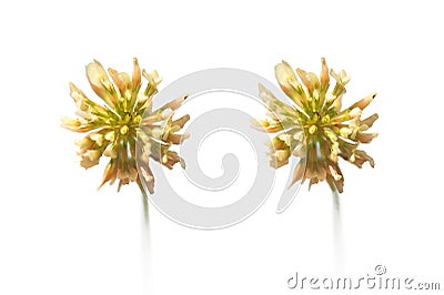 Super macro photo of garden flower.Wild clover closeup Stock Photo