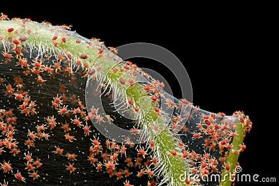 Super macro photo of group of Red Spider Mite infestation on vegetable. Insect concept Stock Photo